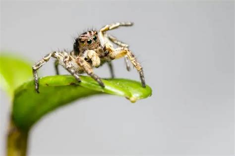 What Do Jumping Spiders Eat? Top 7 Jumping Spider Foods!