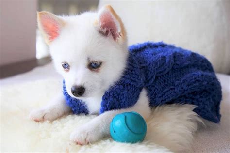 Teacup Pomsky: All You Ever Wanted To Know About Them