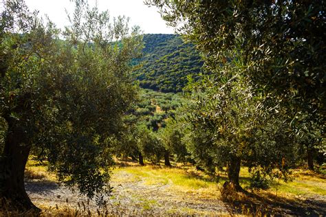 El Cultivo Del Olivo En Secano Nuevas T Cnicas Y Antecedentes