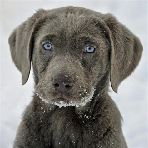 Pin By Devon Bushnell On Misc Silver Labrador Puppies Labrador