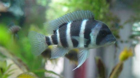 Frontosa Cichlid Care Guide | Diet, Habitat, Breeding, Accessories