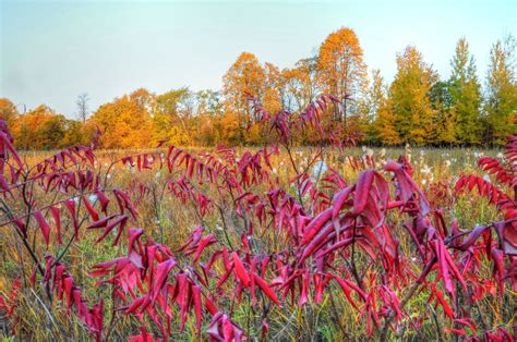 Autumn Meadow Wallpapers - 4k, HD Autumn Meadow Backgrounds on WallpaperBat