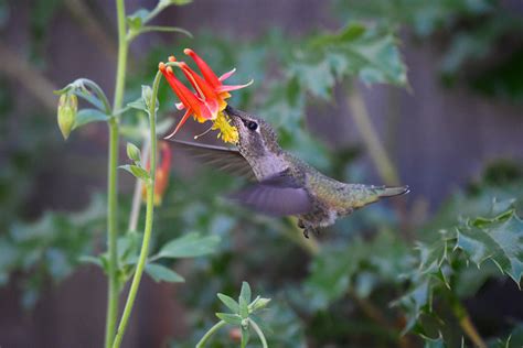 Hummingbird Garden – Sparrowhawk Native Plants