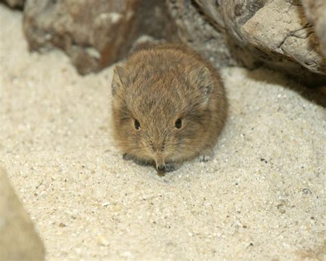 Smithsonians National Zoo Short Eared Elephant Shrew Flickr