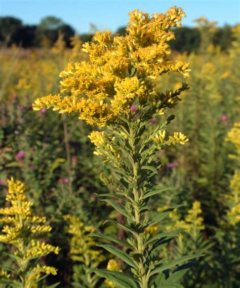 Goldenrod (color) - Alchetron, The Free Social Encyclopedia