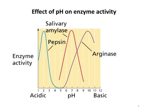 PPT Lecture 6 Measuring Enzyme Activity PowerPoint Presentation