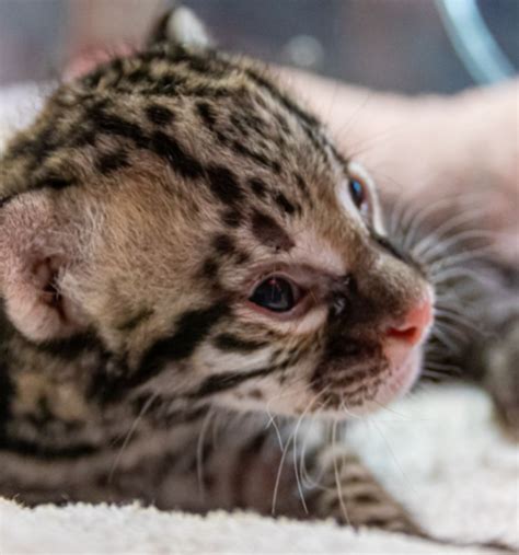 El tierno berrinche de la cría de ocelote del Zoo La Aurora