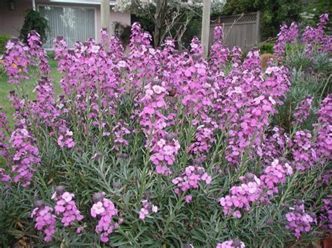 Erysimum Bowles Mauve