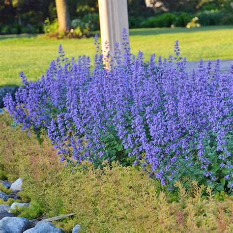 Cats Meow Catmint Plant Addicts