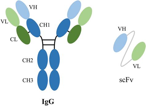 Schematic Representations Of Igg Antibody And Scfv The Igg Consists Of Download Scientific