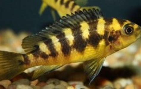 Bumblebee Cichlid - African Cichlids - Pseudotropheus crabro | Tank Facts