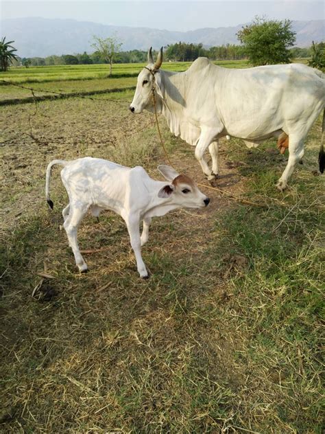 Philippines Cattle Raising 2017