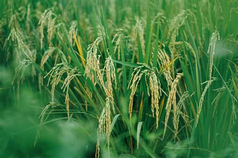 Premium Photo | Paddy varieties in organic rice field agriculture