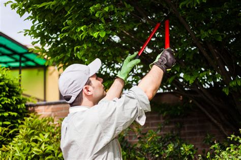 Pruning Trees And Shrubs Blain S Farm And Fleet Blog