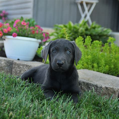 Hudson Labrador Retriever Puppy For Sale In Narvon Pa Lancaster