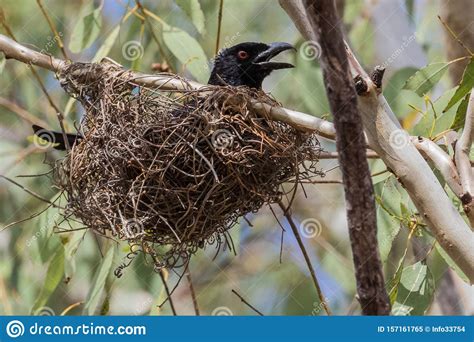 Spangled Drongo In Australia Stock Image Image Of Close Distinctive