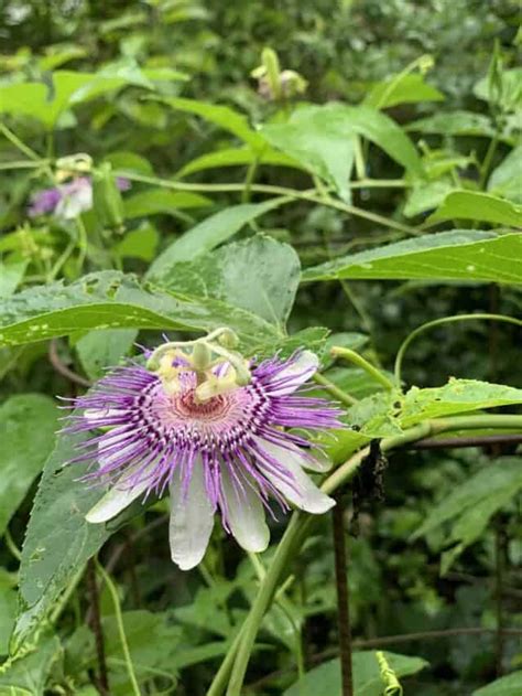 Native Passion Fruit Passiflora Incarnata How To Grow Forage And Eat Tyrant Farms