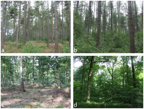 3: The four different forest types used in this thesis: pine stands ...