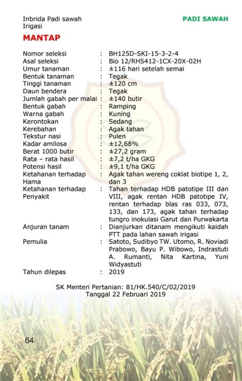 Mantap Dan Inpari 48 Blas Varietas Padi Unggul Baru