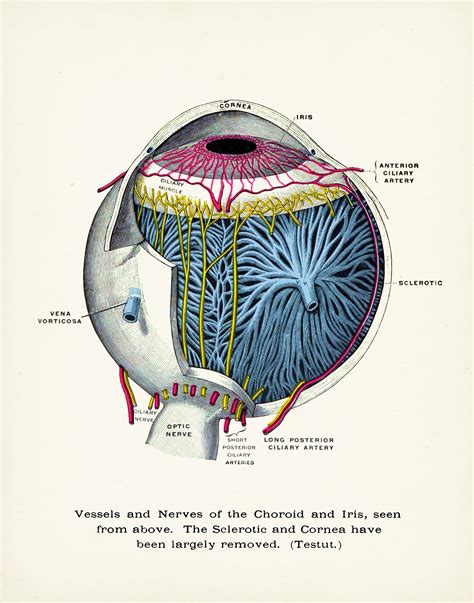 Owl Eye Diagram