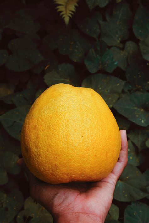 Orange Citrus Fruit · Free Stock Photo