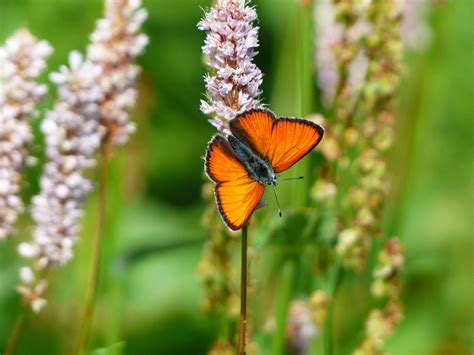 Bistorta Officinalis Bloom Blossom Butterfly Flowers Insect Large