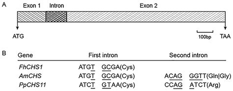 Schematic diagram of the generalized structure of FhCHS1 gene. A ... 