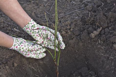 Plantar esquejes de rosal preparación y cómo hacerlo Guía completa