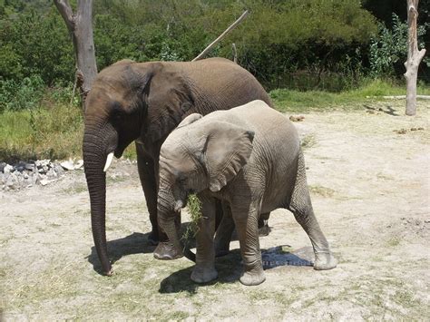 Afrika Safari Elefant Tierwelt Kostenloses Foto Auf Pixabay Pixabay