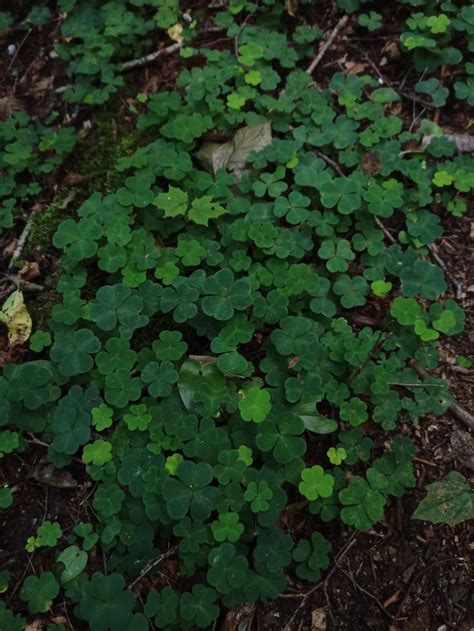 lucky grass🍀 in 2022 | Plants, Grass, Forest