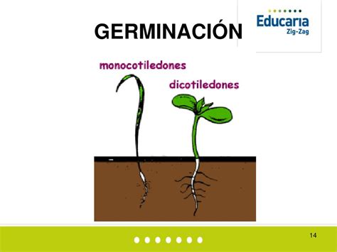 Ppt Polinizaci N Y Germinaci N Plantas Con Flores Powerpoint