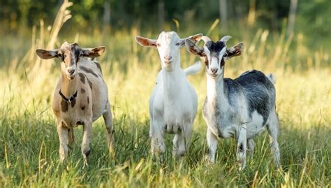 Best Goat Breeds For Homesteading Best Goats For Milk And Meat