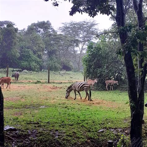 Day-Trip at The Nairobi National Park – What to Expect – Safariclock ...