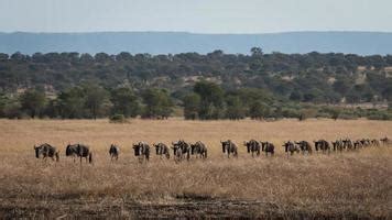 Wildebeest Migration Stock Photos, Images and Backgrounds for Free Download