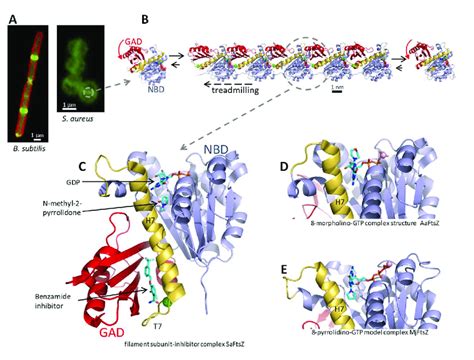 (A) Left, B. subtilis cells expressing FtsZ-GFP (green), with the ...