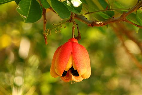 Jamaica National Tree Flower | Best Flower Site