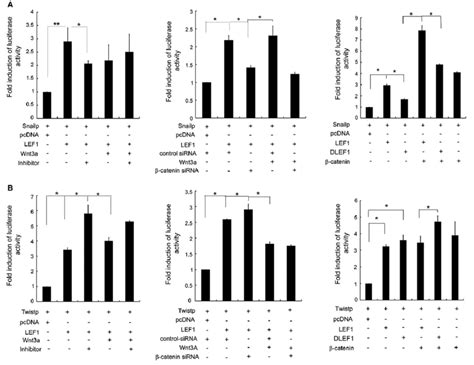 LEF1 Transcriptionally Regulates Twist And Slug Independently In Part