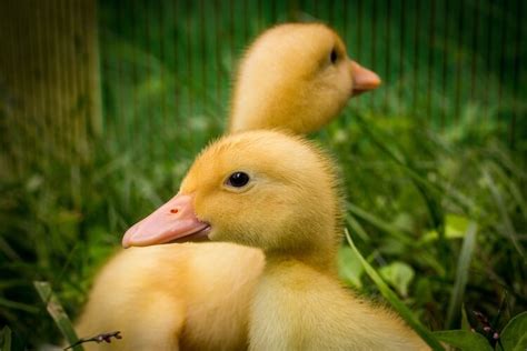 Pekin Duck All You Need To Know: Care, Eggs and More… | Chickens And More