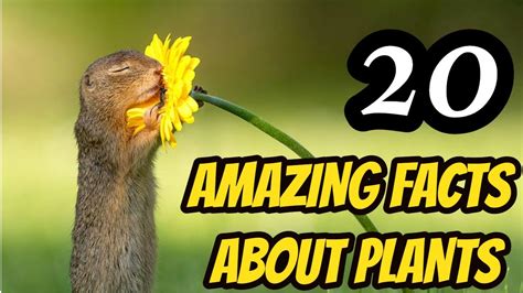 20 Amazing Facts About Plants Smarter Than We Think Secrets Of