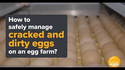 Safe Eggs Cracked And Dirty Eggs Youtube