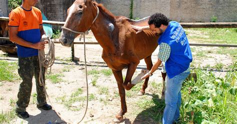 G1 Defesa Civil Resgata Cavalo Sinais De Maus Tratos Em Mesquita