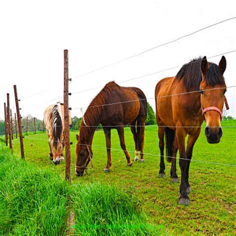 Commercial Deer Fence Single Wire Electric Fence for Farm - China Fence ...