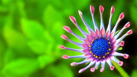 hd wallpaper widescreen flower