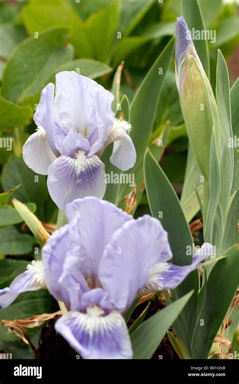 Dwarf blue iris hi-res stock photography and images - Alamy