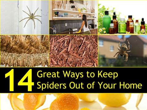 how to reduce spiders in home