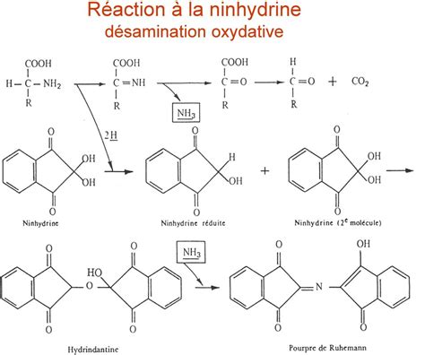 Chapitre 2 Les acides aminés Propriétés Physico chimiques Professeur