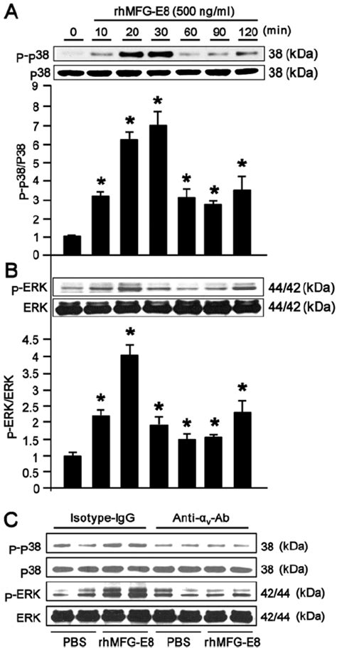 Recombinant Human Milk Fat Globule‐epidermal Growth Factor‐factor 8 Download Scientific Diagram