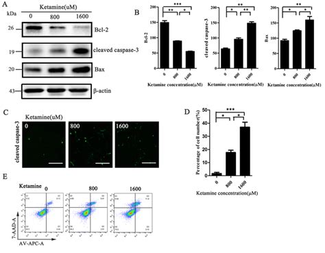 Ketamine Induces Neurotoxicity In A Dose Dependent Manner By Mediating