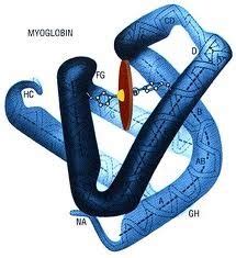 MSU BMB 401 Lecture 9 Exam 1 Quizlet