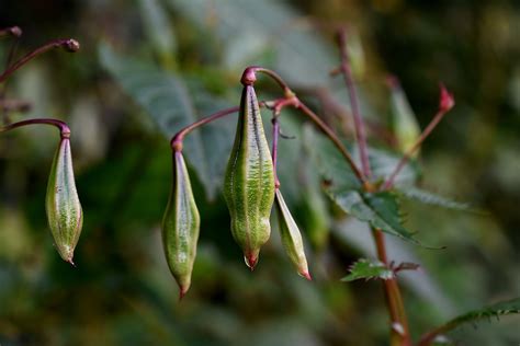 What Is Himalayan Balsam Groundwork